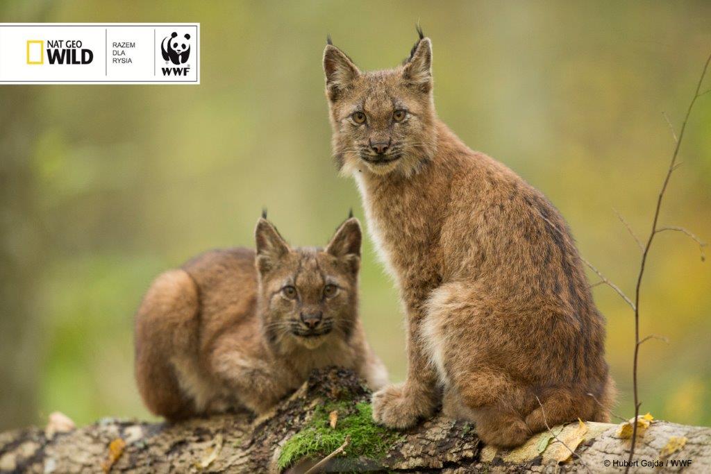 wwf polska, nat geo wild, dzikie koty, piątka dla rysia