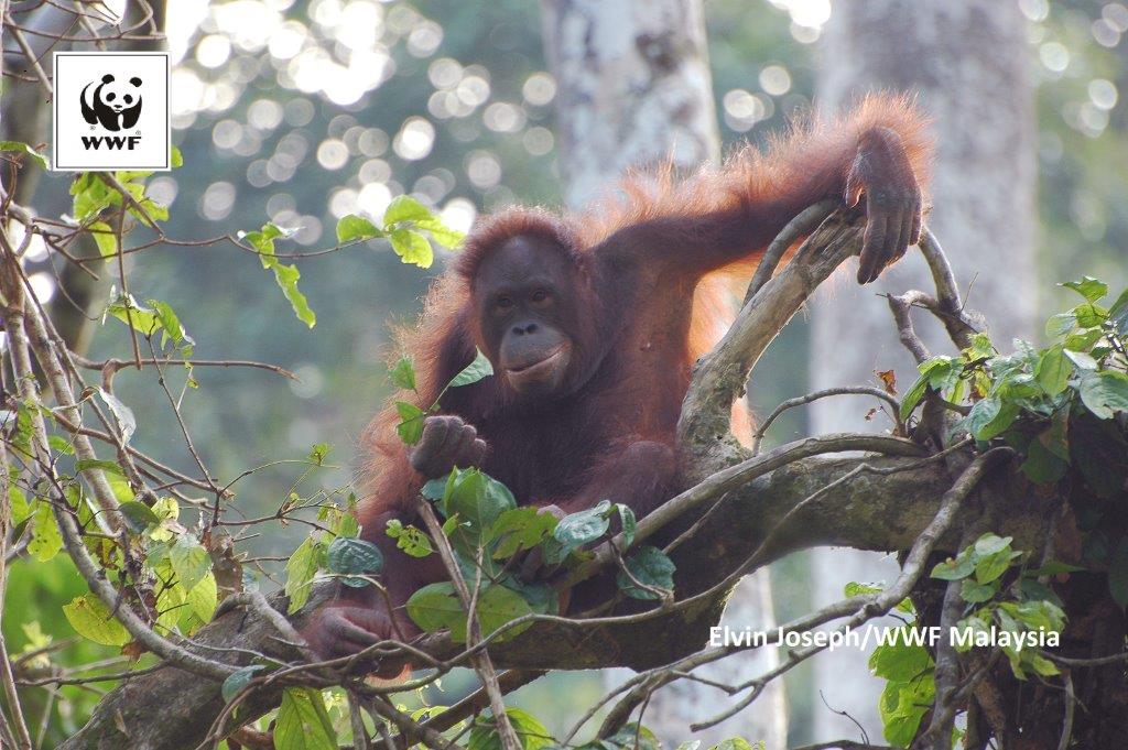olej palmowy, wwf polska
