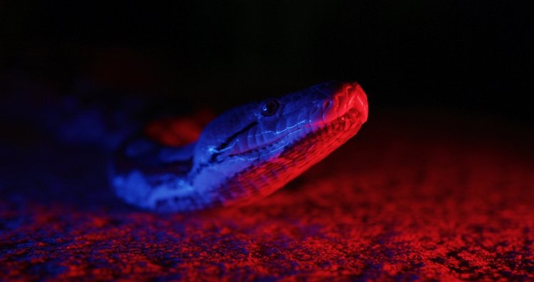 National Geographic Wild, Śmierć przychodzi po zmroku