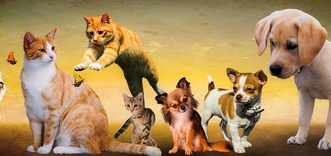 Animal Show, Kraków, Chemobudowa