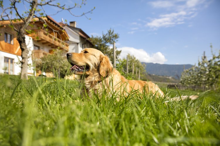 Roter Hahn, agroturystyka, zwierzęta