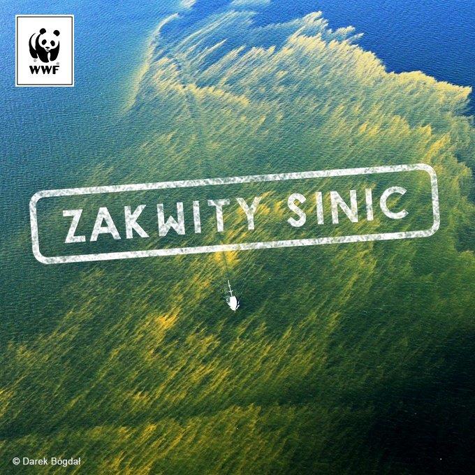 wwf polska, sinice bałtyk