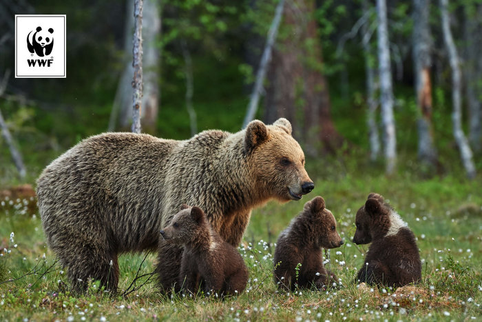 WWF Polska konferencja