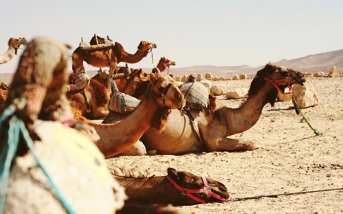 Wacław Seweryn Rzewuski, historia