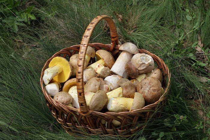 dania z grzybów Knorr