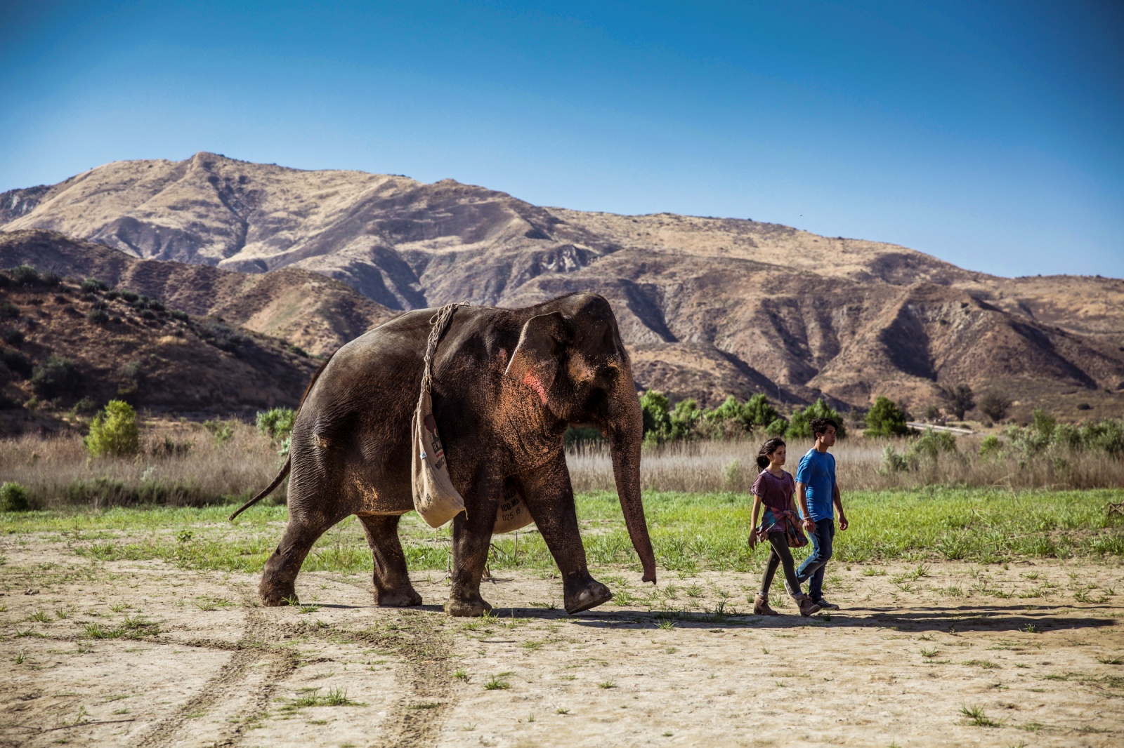 Ratujmy Florę, film, kino, polska wersja