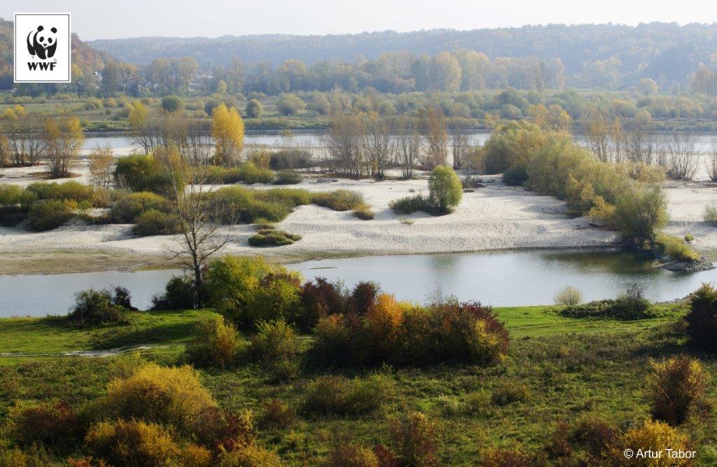 wwf google street view